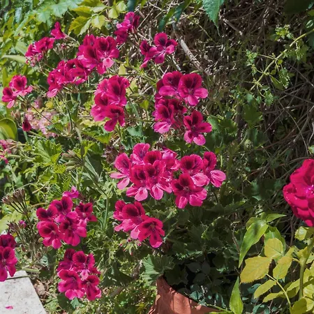 Ibiscus In Paradisi Near The בית נופש Paradeísion