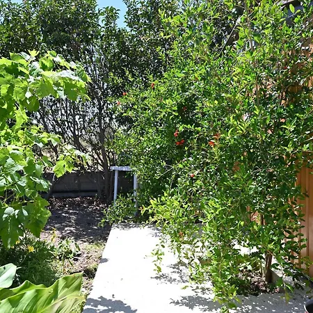 Ibiscus In Paradisi Near The * Paradeísion