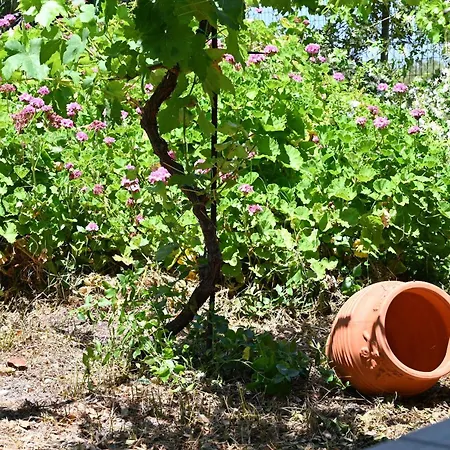 Ibiscus In Paradisi Near The *