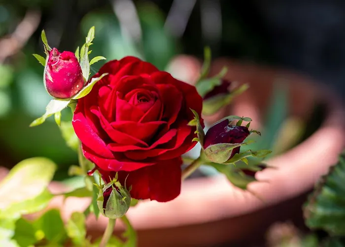 Ibiscus In Paradisi Near The بيت للعطل *