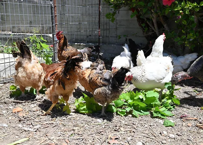 Ibiscus In Paradisi Near The بيت للعطل *