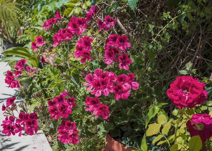 Ibiscus In Paradisi Near The Casa vacanze Paradeísion