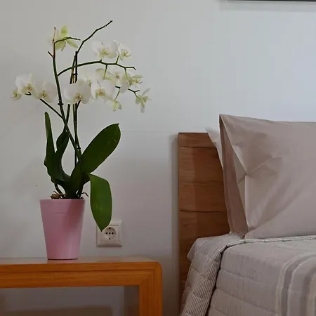 Ibiscus In Paradisi Near The Feriehus Paradeísion