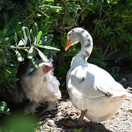 Semesterbostad Ibiscus In Paradisi Near The *