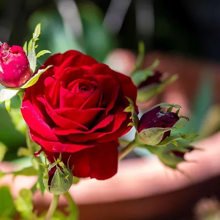 Ibiscus In Paradisi Near The Semesterbostad *