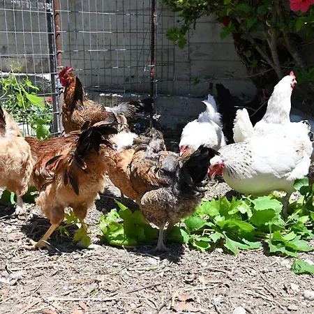 Ibiscus In Paradisi Near The Semesterbostad *