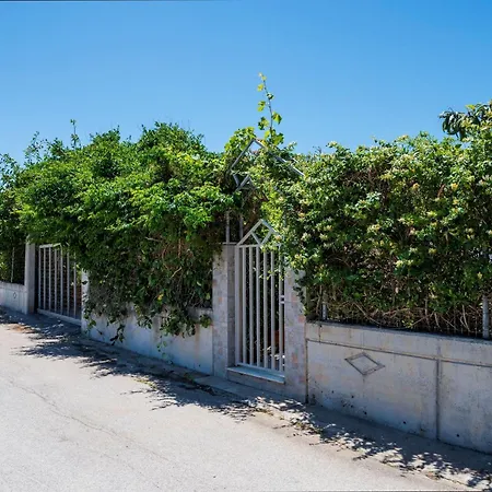 Ibiscus In Paradisi Near The *