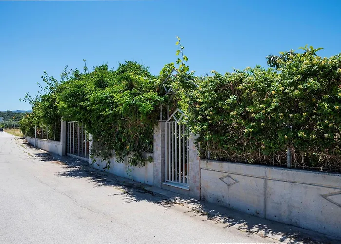 Ibiscus In Paradisi Near The *