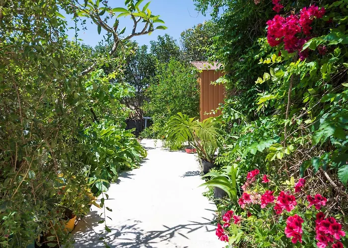 Ibiscus In Paradisi Near The