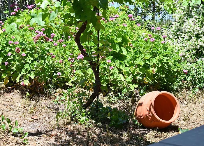 Ibiscus In Paradisi Near The *